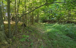 BLACK WALNUT Road, COMMODORE, PA 15729