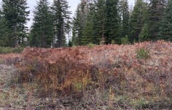 Meadowood Road, Weston, OR 97886