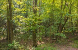 Wildwood Trail, Talking Rock, GA 30175