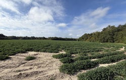 7.5 ACRES Cemetery Road, Rochelle, GA 31079