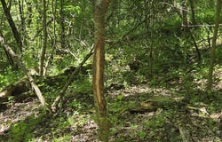 NY State Route 446, Cuba, NY 14727