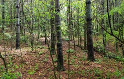 Old Cullowhee Rd, Sylva, NC 28779