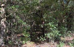 Tract #1 Convick Circle, Pavo, GA 31778