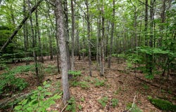 Caldwell Drive, Farmingdale, ME 04344