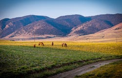 Sheep Mountain Road, Centennial, WY 82070