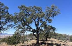 295 Old Deputy Shortline, Ash Fork, AZ 86320