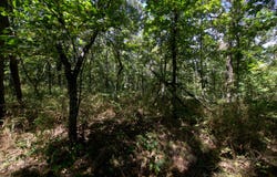 Tract 1-3 Simpson Rd, Urbana, MO 65767