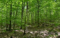 1.2 Cobble Creek Rd., Chester, NY 12853