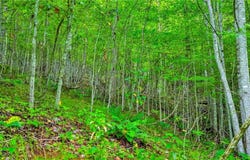 W Deep Ford Road, Lansing, NC 28643