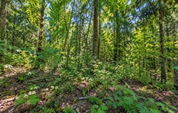 SE 125 Ave, WA 98058