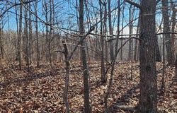 Dixie Ln, HOLLADAY, TN 38341