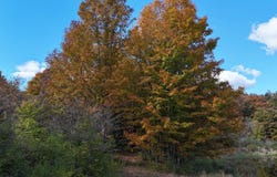 Duke Rd, Cincinnatus, NY 13040