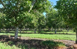 13510 Elder Avenue, Hanford, CA 93230