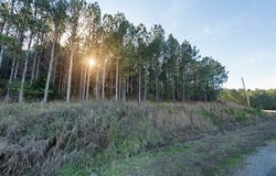 Sipsey Overlook Road lot: 130, Double Springs, AL 35553