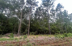 TRACT 57 FM 1751, San Augustine, TX 75972
