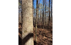 Carl Mathis Road, Talbotton, GA 31827