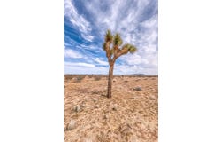 147 Little Road, Joshua Tree, CA 92252