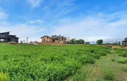1591 Hauck Meadows Dr, Frederick, CO 80504