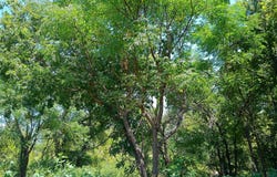 204 Serenity Dr, Liberty Hill, TX 78642