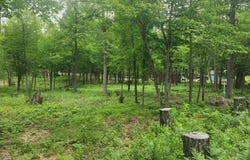 186TH AVE, McGregor, MN 55760