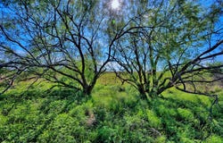 Carpenter Road, Nocona, TX 76255