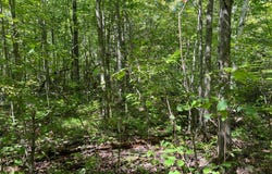 Maple Tree Lane, Pine City, MN 55063