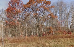 Morris Branch Road, Meadow Bridge, WV 25976