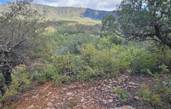 5059 N HILLTOP Drive, Pine, AZ 85544