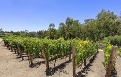 5293 La Glorieta, Rancho Santa Fe, CA 92067