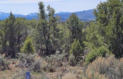 3504 Elk Springs Drive, Glenwood Springs, CO 81601