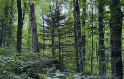 01 Center Hill Road, Weld, ME 04285