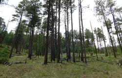 13 N2151, Alpine, AZ 85920