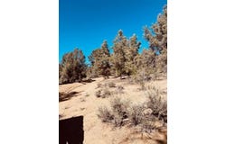 Lupine, Kennedy Meadows, CA 93527