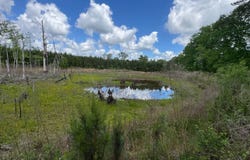 County Road 107, Red Level, AL 36474