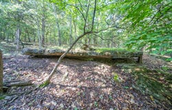 County Road 477, Clarkridge, AR 72623