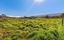 Calasa Rd, Kula, HI 96790