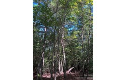 256 Beacon Ridge Drive, Nebo, NC 28761