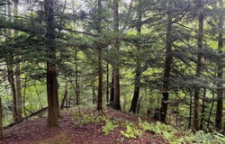 Dump Rd, Sugar Grove, PA 16350