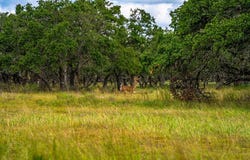 20 Legacy Oaks Dr, Harper, TX 78631