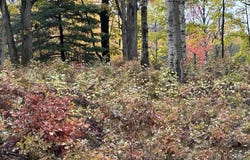 N Circle E lot: #5, Farwell, MI 48622