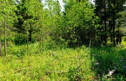 NHN Timber Creek Road, Judith Gap, MT 59453