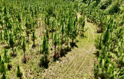 County Road 325, Troy, AL 36079