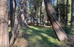 30830 Thumper Drive, Shingletown, CA 96088