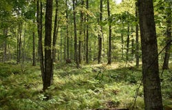 Old Beechwood Road, Iron River, MI 49935
