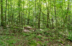 Pressley Ridge Rd, Ohiopyle, PA 15143