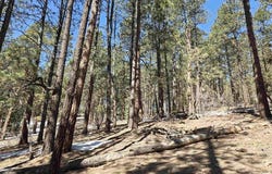 Groves Drive lot: 9, Durango, CO 81301
