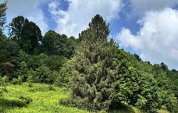 Barbour County Highway, Belington, WV 26250