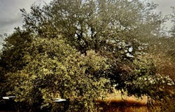 71 River Blf, Castroville, TX 78009