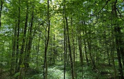 Lee Rd lot: 10, Florence, NY 13316