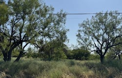 Mulberry, Colorado City, TX 79512